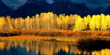 Pando, the oldest living organism on Earth