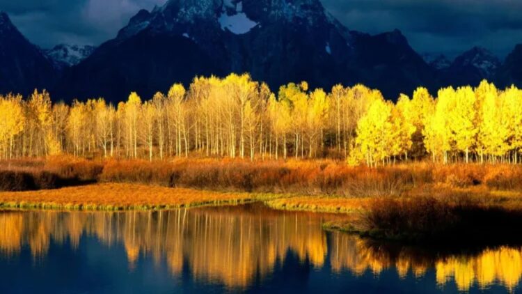 Pando, the oldest living organism on Earth